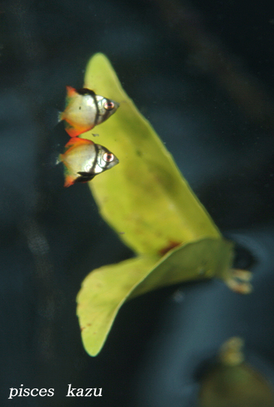 　２００８　２　AQUAS裏パラオツアー　～ 其の６ ～_e0080082_23462658.jpg