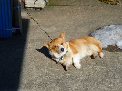 犬もガンになるのか!_f0120697_3305977.jpg