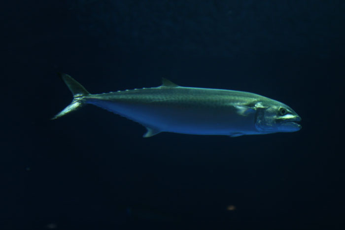 ☆特集 春を告げる魚たち file.04: 『サワラ』_a0012103_8341367.jpg
