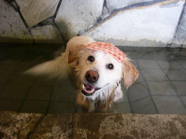 アイラ　温泉　＠　綱吉の湯　/　Islay soaking in \"onsen\" at Tsunayoshi no Yu_a0032004_20131973.jpg