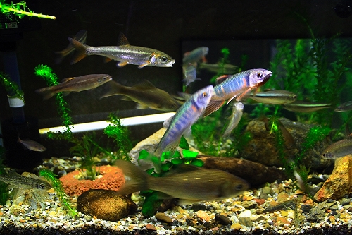 寝不足 うおー魚 寝不足 うおー魚