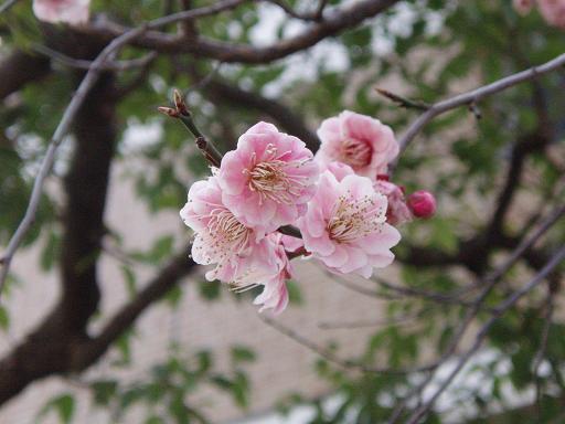 出勤途中の花～～_c0083210_18513094.jpg