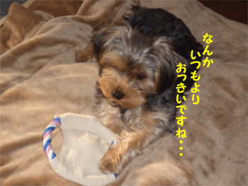 c0143711_17431831.gif