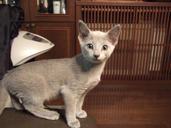 ニコさんに妹ができるかも・・・!_c0125114_2354799.jpg