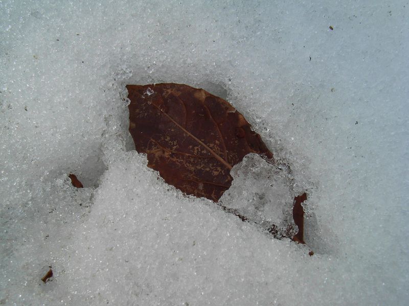 エコな融雪剤と咲かなかったサザンカ_c0025115_2064728.jpg