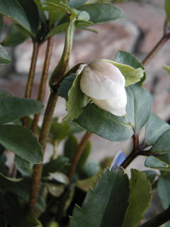 e0128024_11182771.jpg