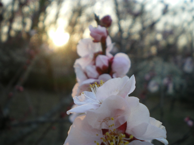 03/11-我が家に趣味子がやってきた_d0110340_10525164.jpg