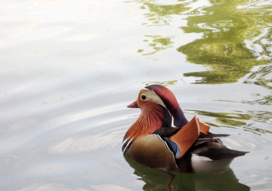 鳥の国、花の園へ_f0136850_19142348.jpg