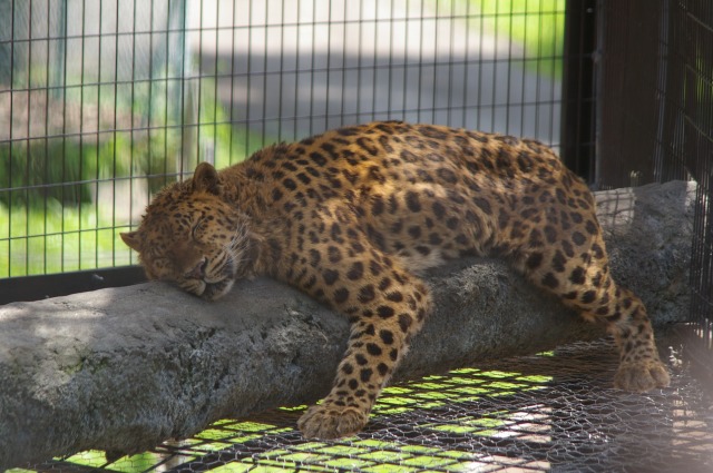 旭山動物園_f0088165_20525865.jpg