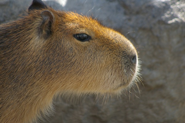 旭山動物園_f0088165_2055365.jpg