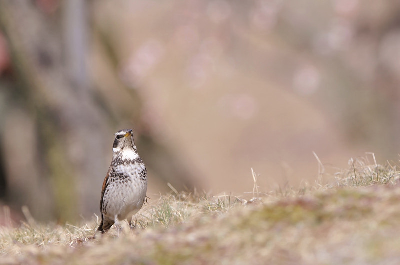梅と鳥さん_f0053272_1633912.jpg