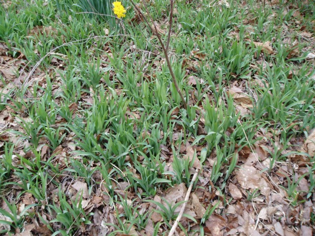 １１６ ノカンゾウ 植野稔の自然遊悠学 イワナだ ヤマメだ 山菜だ きのこだ