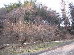 二本松市塩沢上原Ａ遺跡に行ってみる_a0087378_4928100.jpg