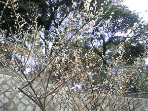 a0096787_21334845.gif