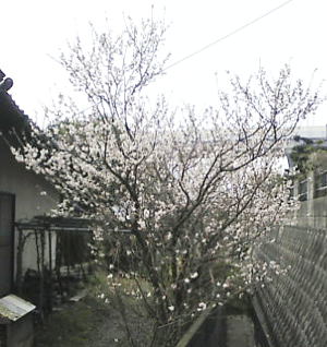 a0096787_21341100.gif