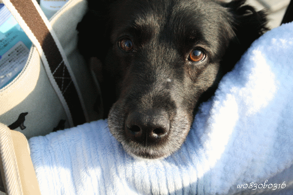 c0149893_23462457.gif