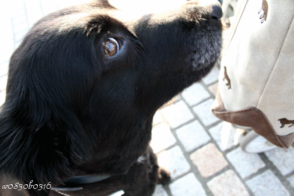 c0149893_234933.gif