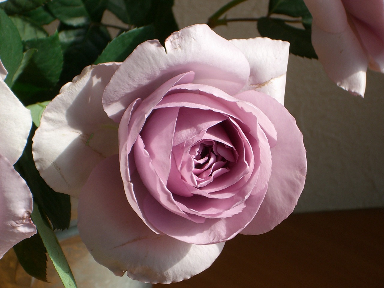 薔薇　　―クレールビジュー―_a0101801_7253396.jpg