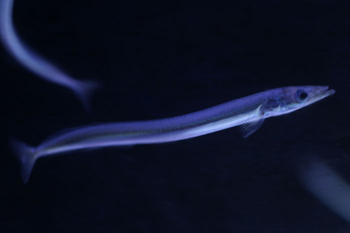 特集 春を告げる魚たち File 05 イカナゴ 水族館ふりーく 特集 春を告げる魚たち File 05 イカナゴ 水族館ふりーく