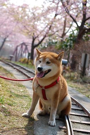 春がいっぱい。_e0005411_10331795.jpg