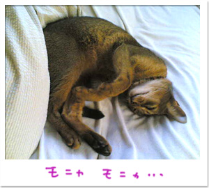 半目の猫_d0084214_20591857.jpg
