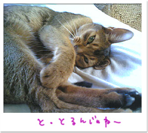 半目の猫_d0084214_20594278.jpg