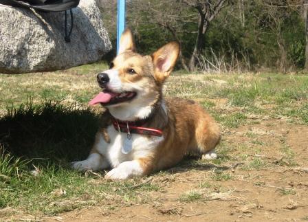ワンコの会 運動会 ~秋が瀬公園_f0155118_711318.jpg