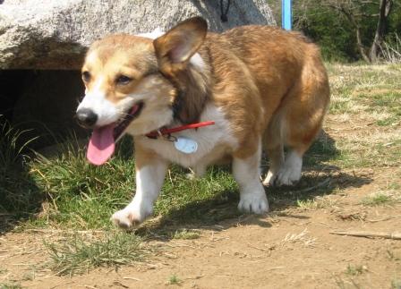 ワンコの会 運動会 ~秋が瀬公園_f0155118_7145187.jpg
