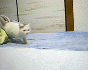 a0015730_22362470.gif