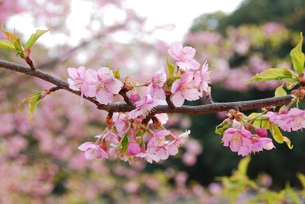 お花見＆カフェトレーニング_c0099133_8493753.jpg