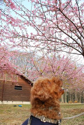 お花見&カフェトレーニング_c0099133_8495885.jpg