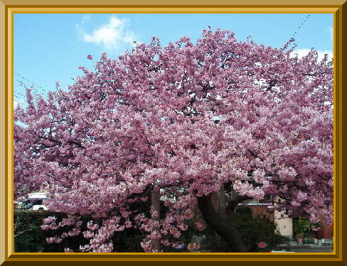 伊豆・河津の桜_f0074956_17303619.jpg