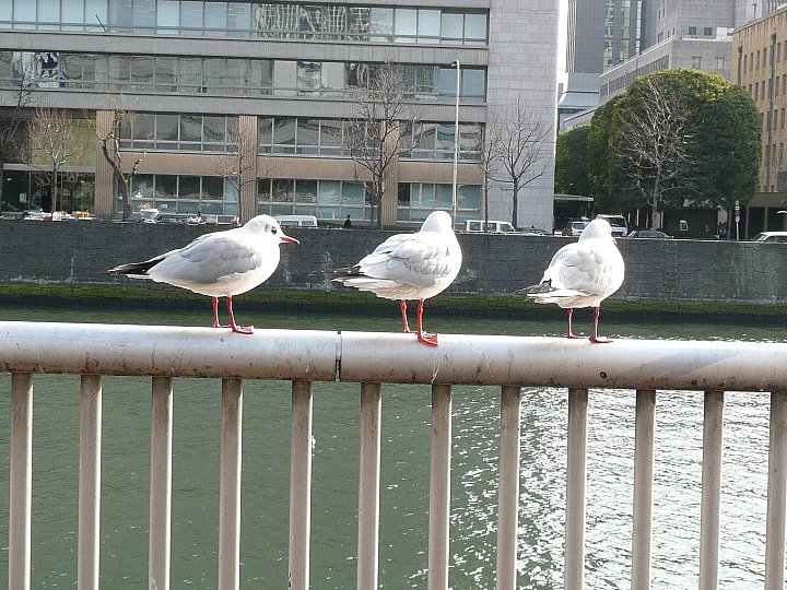 大阪の橋～淀屋橋_c0112559_14162380.jpg