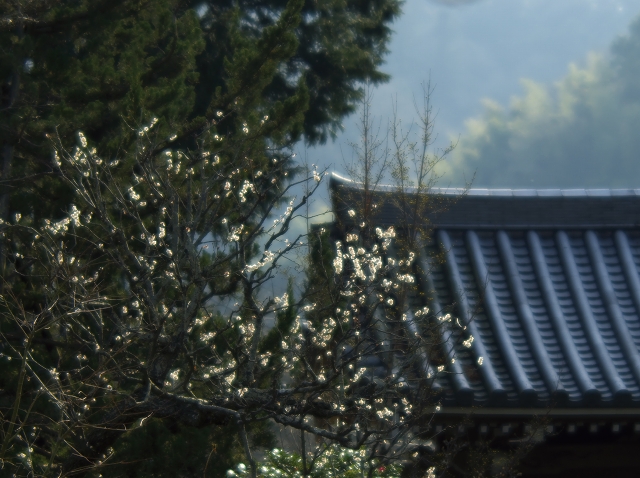 浄妙寺_f0018464_612148.jpg