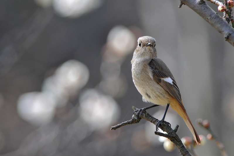 梅と鳥さん_f0053272_12491242.jpg
