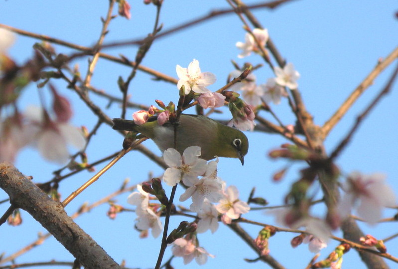 王禅寺公園のサクラ_a0085679_1626478.jpg