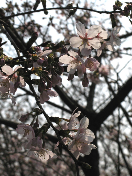 王禅寺公園のサクラ_a0085679_1633194.jpg