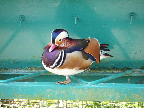 動物園には・・・_f0080385_21305832.jpg