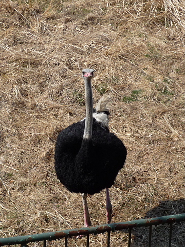 動物園には・・・_f0080385_2203046.jpg