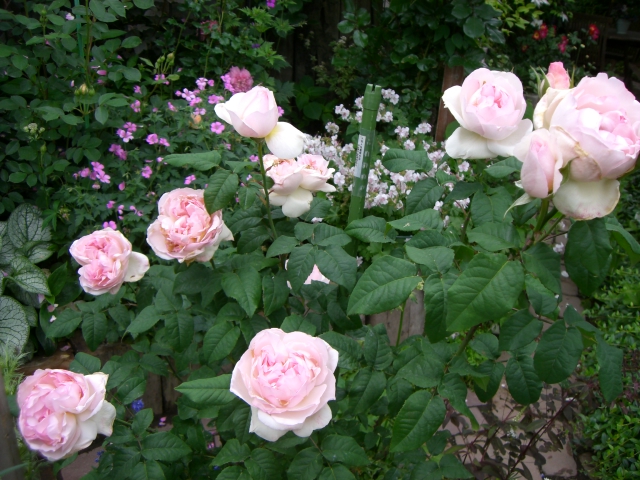 c0078586_1710384.jpg