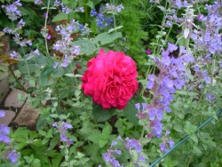 c0078586_1735850.jpg