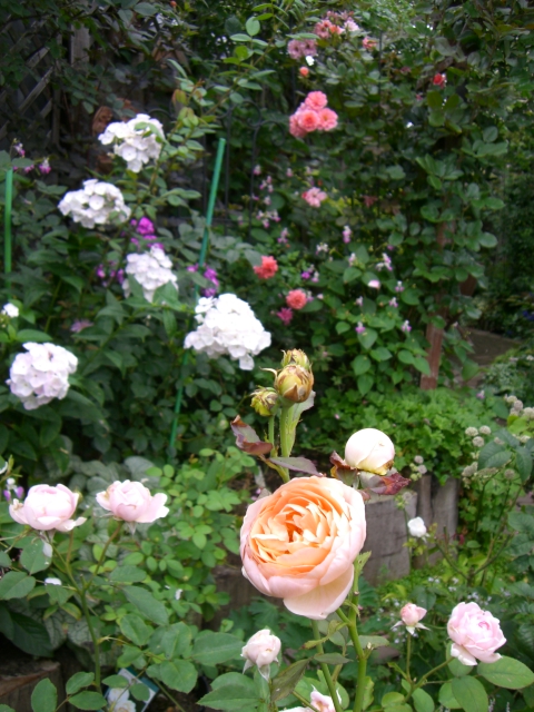 c0078586_1783620.jpg