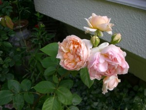 c0078586_21465647.jpg