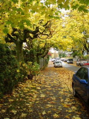 バンクーバー雨と紅葉の季節になりました。_d0129786_175316.jpg