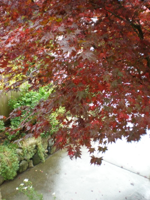 バンクーバー雨と紅葉の季節になりました。_d0129786_1794898.jpg