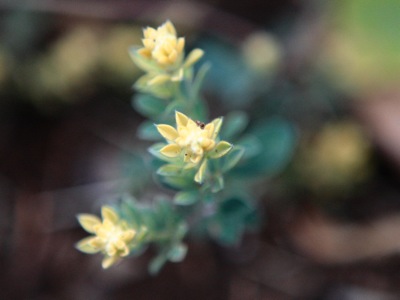 ロータス ブリムストーン 世話要らずの庭