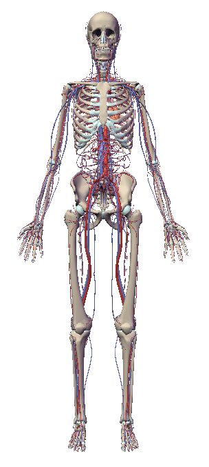 自由自在にコントロールできる3d人体模型 5号館を出て 自由自在にコントロールできる3d人体模型 5号館を出て