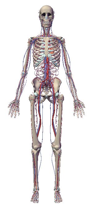 自由自在にコントロールできる３Ｄ人体模型_c0025115_20225141.jpg