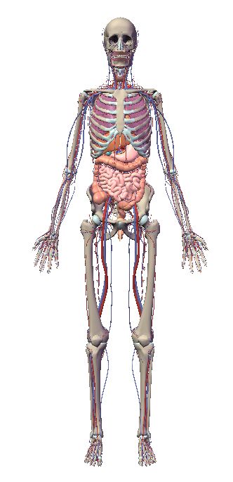 自由自在にコントロールできる３Ｄ人体模型_c0025115_20245045.jpg