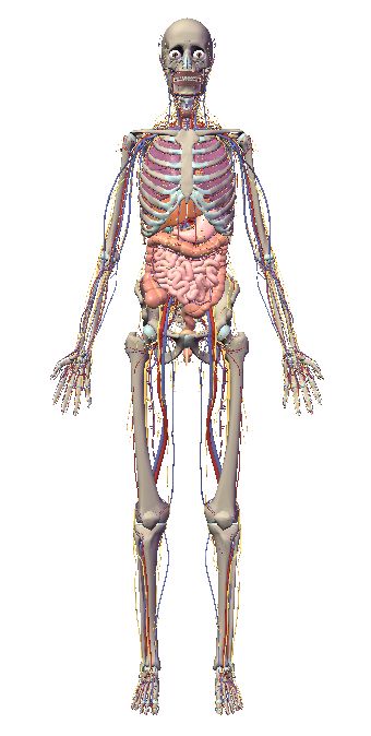 自由自在にコントロールできる3D人体模型_c0025115_20255757.jpg